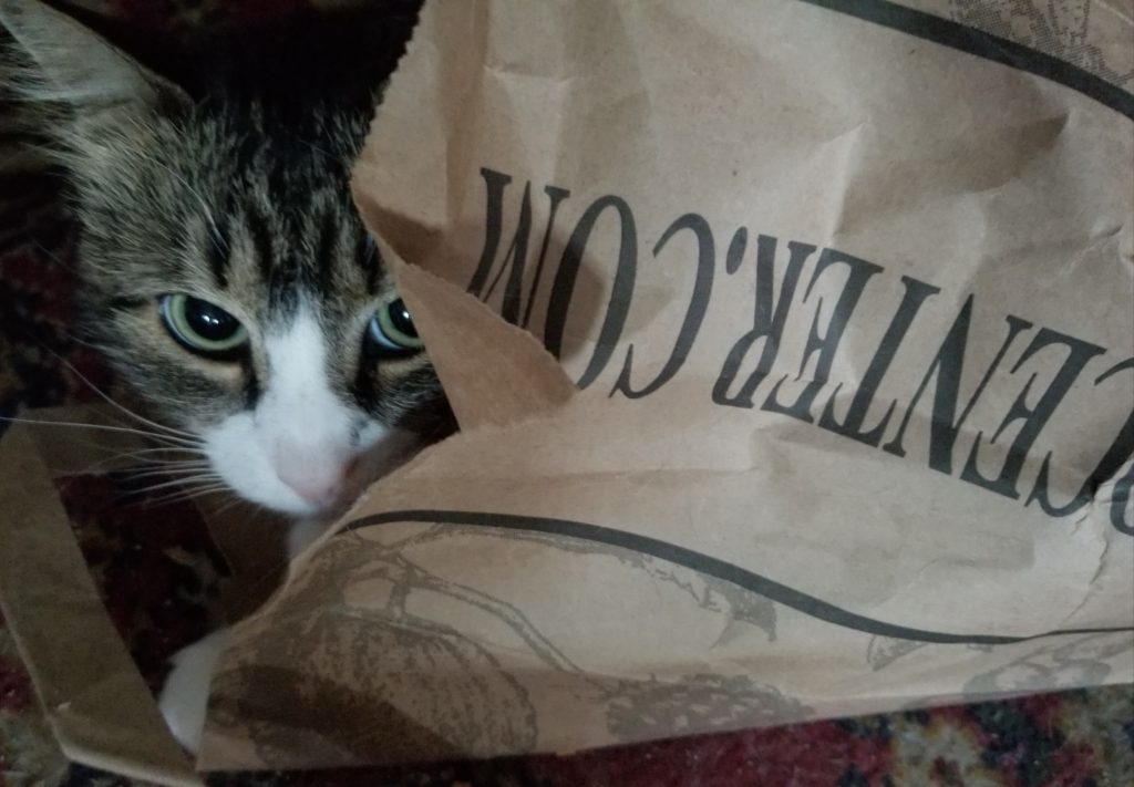 Cutest fluffy cat peeking out of a paperbag