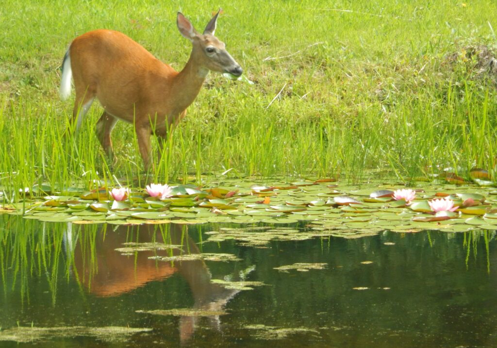 deer at pond