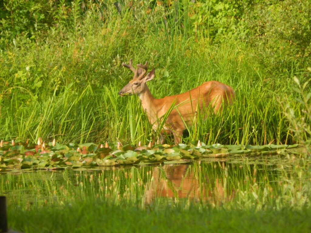 deer in lily pond