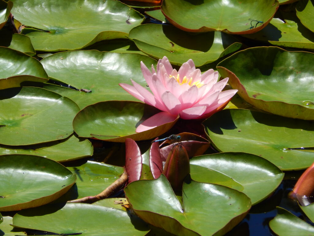 waterlilies