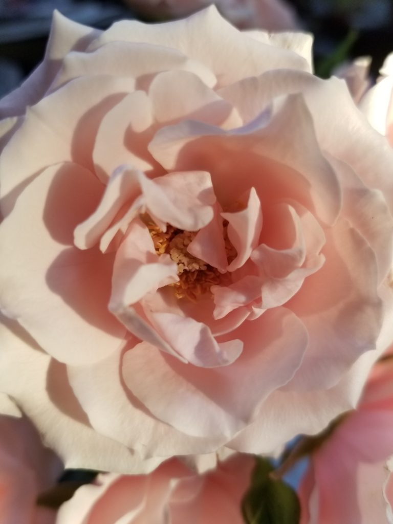 Close up of soft pink open rose with shadows