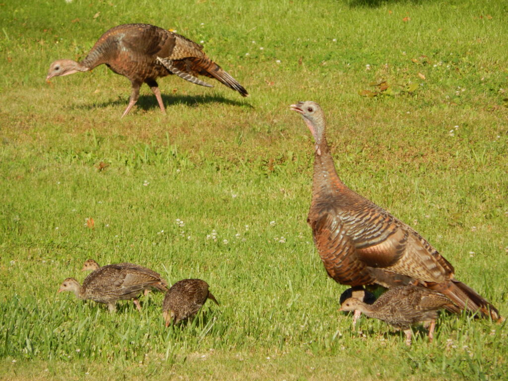 turkey brood