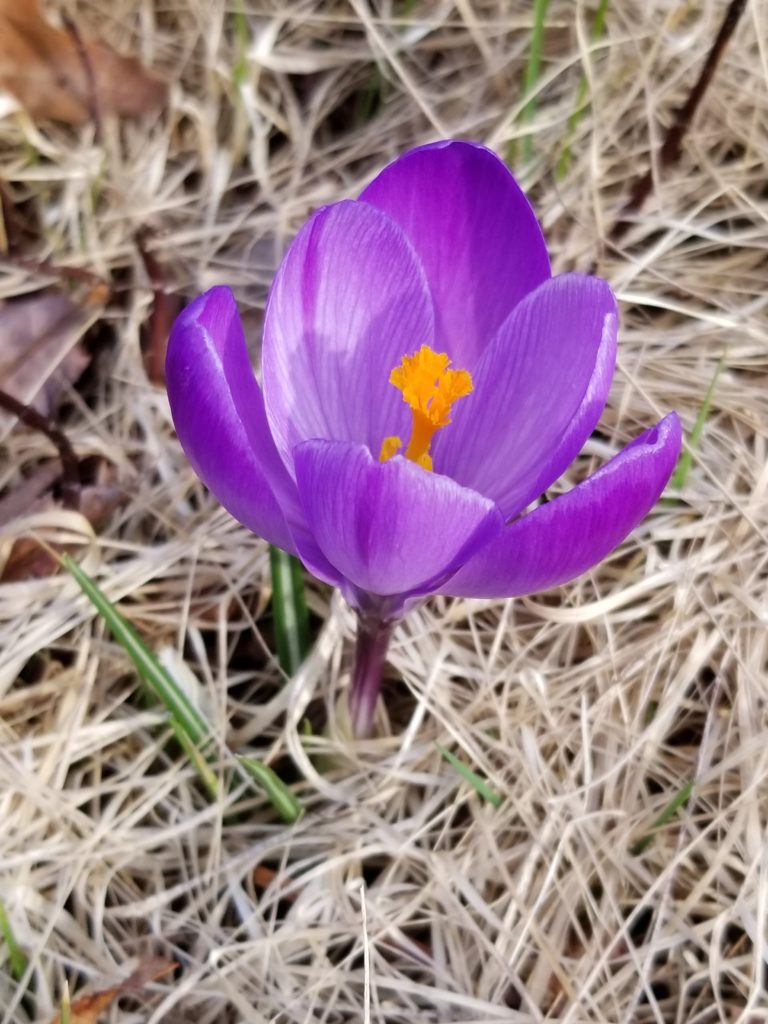 spring crocus