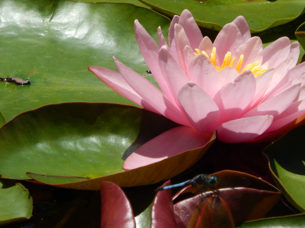 waterlily and dragonfly