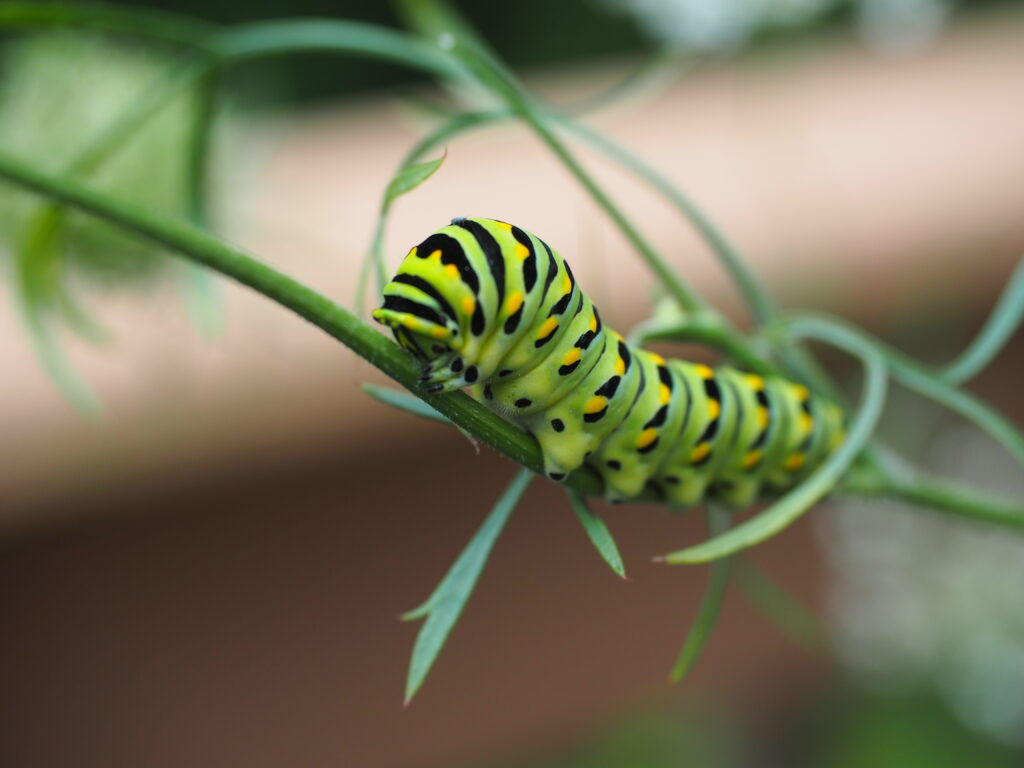 US caterpillars still need to work to become a butterflies.