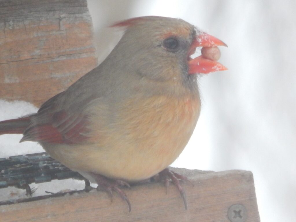 cardinals come to visit